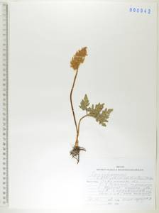 Sceptridium robustum (Rupr.) Lyon, Сибирь, Дальний Восток (S6) (Россия)