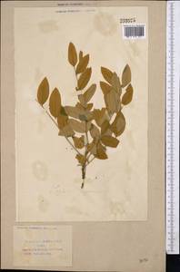 Стифнолобиум японский (L.)Schott, Средняя Азия и Казахстан, Сырдарьинские пустыни и Кызылкумы (M7) (Узбекистан)
