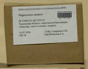 Plagiomnium medium (Bruch & Schimp.) T.J. Kop., Гербарий мохообразных, Мхи - Западная Сибирь (включая Алтай) (B15) (Россия)