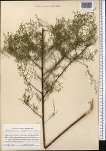 Полынь веничная, Полынь метельчатая Waldst. & Kit., Средняя Азия и Казахстан, Копетдаг, Бадхыз, Малый и Большой Балхан (M1) (Туркмения)