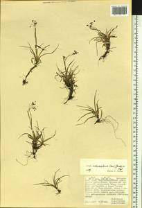 Luzula arcuata subsp. unalaschkensis (Buch.) Hultén, Сибирь, Дальний Восток (S6) (Россия)