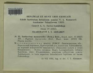 Pseudisothecium myosuroides (Brid.) Grout, Гербарий мохообразных, Мхи - Карелия, Ленинградская и Мурманская области (B4) (Россия)