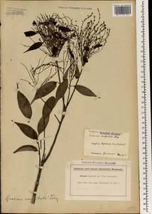 Castanopsis cuspidata (Thunb.) Schottky, Зарубежная Азия (ASIA) (Япония)