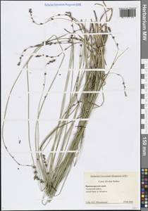 Осока прерванная Stokes, Кавказ, Черноморское побережье (от Новороссийска до Адлера) (K3) (Россия)