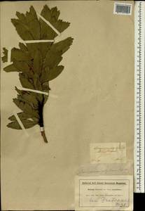 Leucospermum cuneiforme (Burm. fil.) Rourke, Африка (AFR) (ЮАР)