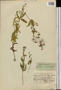 Подмаренник северный L., Сибирь, Западный (Казахстанский) Алтай (S2a) (Казахстан)