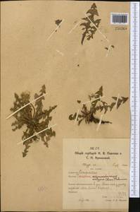 Одуванчик лекарственный Weber ex F.H.Wigg., Средняя Азия и Казахстан, Северный и Центральный Казахстан (M10) (Казахстан)