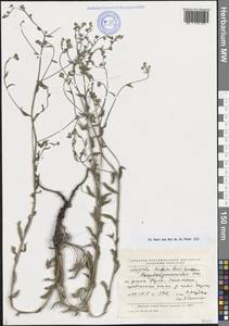 Липучка бородчатая (M.Bieb.) Menyh., Кавказ, Азербайджан (K6) (Азербайджан)