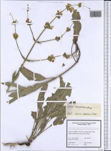 Salvia atropatana Bunge, Зарубежная Азия (ASIA) (Иран)