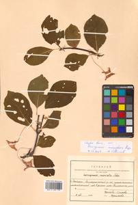 Бересклет сахалинский (F.Schmidt) Maxim., Сибирь, Дальний Восток (S6) (Россия)