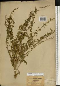 Blitum virgatum subsp. virgatum, Восточная Европа, Центральный район (E4) (Россия)