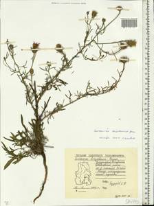 Centaurea stoebe subsp. stoebe, Восточная Европа, Волжско-Камский район (E7) (Россия)