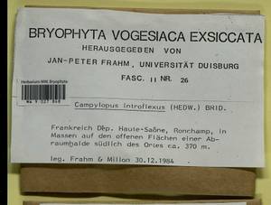 Campylopus introflexus (Hedw.) Brid., Гербарий мохообразных, Мхи - Западная Европа (BEu) (Франция)