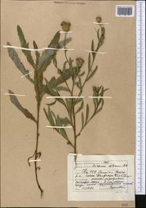 Cirsium arvense var. integrifolium Wimm. & Grab., Средняя Азия и Казахстан, Прикаспийский Устюрт и Северное Приаралье (M8) (Казахстан)