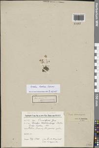 Крупка молочно-белая Adams, Восточная Европа, Северный район (E1) (Россия)