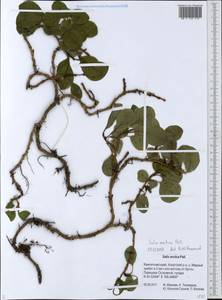 Ива арктическая Pall., Сибирь, Чукотка и Камчатка (S7) (Россия)