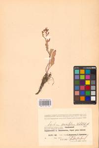 Lepidium cartilagineum subsp. crassifolium (Waldst. & Kit.) Thell., Восточная Европа, Нижневолжский район (E9) (Россия)