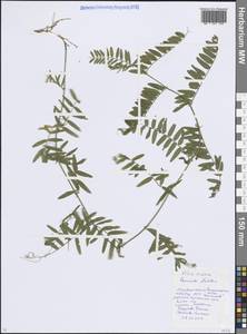 Горошек мышиный L., Восточная Европа, Московская область и Москва (E4a) (Россия)