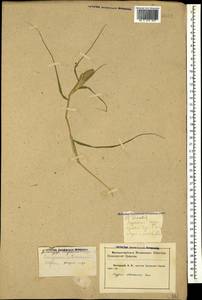 Sporobolus schoenoides (L.) P.M.Peterson, Кавказ, Краснодарский край и Адыгея (K1a) (Россия)