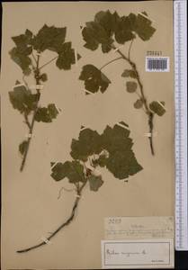 Смородина черная L., Средняя Азия и Казахстан, Муюнкумы, Прибалхашье и Бетпак-Дала (M9) (Казахстан)