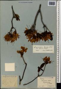 Рододендрон желтый Sweet, Кавказ, Абхазия (K4a) (Абхазия)