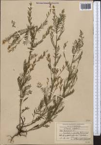 Астрагал бороздчатый L., Средняя Азия и Казахстан, Северный и Центральный Казахстан (M10) (Казахстан)