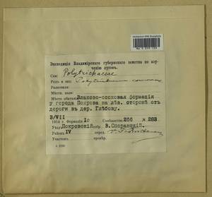 Polytrichum commune Hedw., Гербарий мохообразных, Мхи - Центральное Нечерноземье (B6) (Россия)