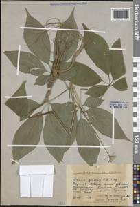 Женьшень настоящий C.A.Mey., Сибирь, Дальний Восток (S6) (Россия)