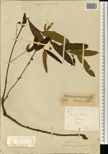 Combretum collinum subsp. geitonophyllum (Diels) Okafor, Африка (AFR) (Мали)