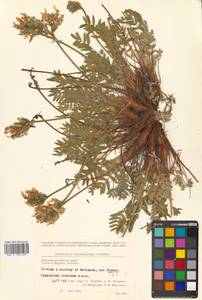 Остролодочник Майделя Trautv., Сибирь, Чукотка и Камчатка (S7) (Россия)