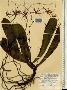 Аэрангис короткоплодный (A.Rich.) T.Durand & Schinz, Африка (AFR) (Эфиопия)