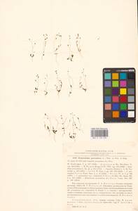 Двусемянник лежачий (L.) Hayek, Восточная Европа, Нижневолжский район (E9) (Россия)