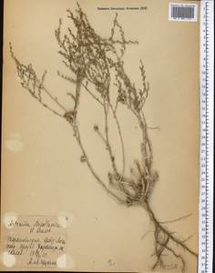 Seriphidium mogoltavicum (Poljak.) Y.R. Ling, Средняя Азия и Казахстан, Западный Тянь-Шань и Каратау (M3) (Таджикистан)