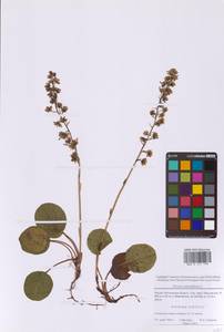 Грушанка круглолистная L., Восточная Европа, Московская область и Москва (E4a) (Россия)