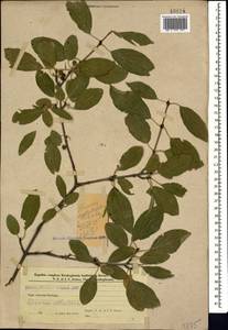 Жестер слабительный, Крушина слабительная L., Кавказ, Азербайджан (K6) (Азербайджан)