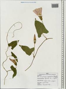 Calystegia sepium subsp. americana (Sims) Brummitt, Восточная Европа, Западный район (E3) (Россия)