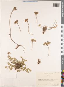 Semenovia torilifolia (H.Boissieu) Pimenov, Зарубежная Азия (ASIA) (КНР)