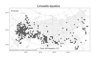 Limosella aquatica, Лужница водяная L., Атлас флоры России (FLORUS) (Россия)