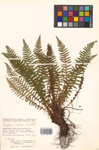 Щитовник пахучий (L.) Schott, Сибирь, Дальний Восток (S6) (Россия)