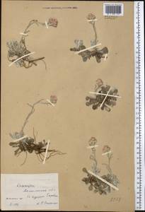 Кошачья лапка двудомная (L.) Gaertn., Средняя Азия и Казахстан, Северный и Центральный Казахстан (M10) (Казахстан)