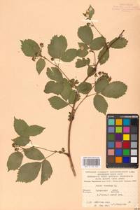 Ежевика сизая L., Восточная Европа, Западно-Украинский район (E13) (Украина)