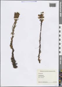 Заразиха, Кавказ, Азербайджан (K6) (Азербайджан)