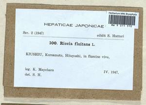 Riccia fluitans L., Гербарий мохообразных, Мхи - Азия (вне границ бывшего СССР) (BAs) (Япония)