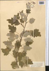 Тополь, Средняя Азия и Казахстан, Западный Тянь-Шань и Каратау (M3) (Киргизия)