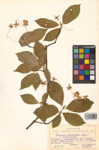 Бересклет большекрылый Rupr., Сибирь, Дальний Восток (S6) (Россия)