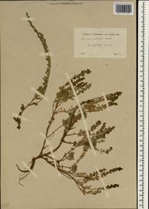 Veronica polifolia Benth., Зарубежная Азия (ASIA) (Турция)