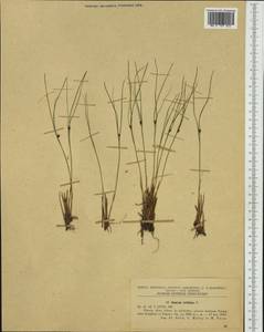 Oreojuncus trifidus (L.) Záv. Drábk. & Kirschner, Западная Европа (EUR) (Румыния)