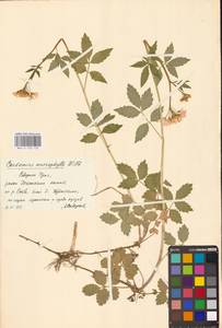 Сердечник крупнолистный Willd., Восточная Европа, Восточный район (E10) (Россия)