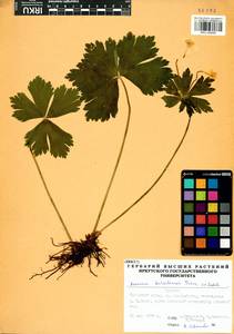 Anemonastrum baicalense (Turcz.) Mosyakin, Сибирь, Прибайкалье и Забайкалье (S4) (Россия)