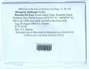 Metzgeria lindbergii Schiffn., Гербарий мохообразных, Мхи - Дальний Восток (без Чукотки и Камчатки) (B20) (Россия)